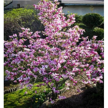 MAGNOLIA BETTY duża roślina odporna na mróz - sadzonki 80 / 100 cm